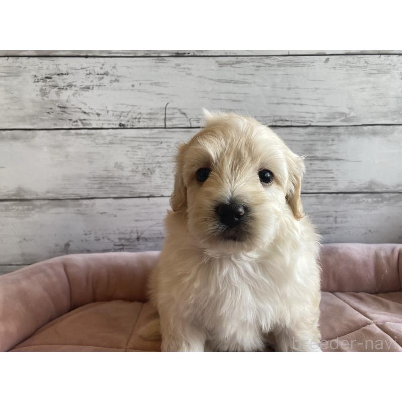 販売中の北海道のマルプー:マルチーズ×トイプードル-429786の2枚目