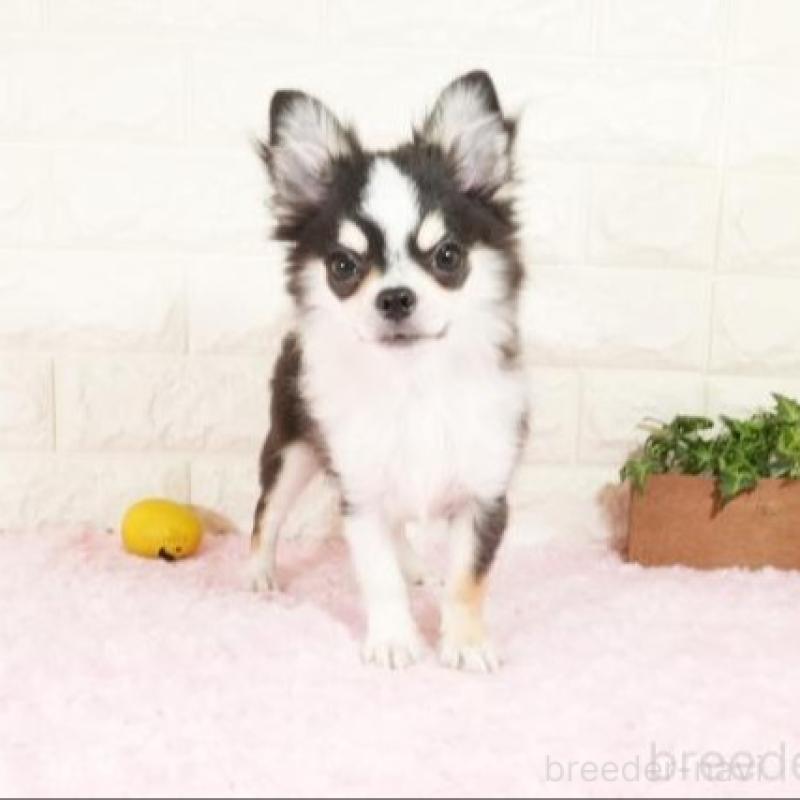 販売中の愛知県のチワワ(ロングコート)-429789の1枚目