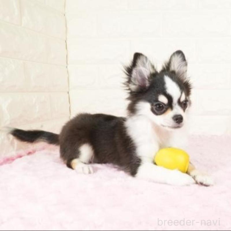 販売中の愛知県のチワワ(ロングコート)-429789の4枚目