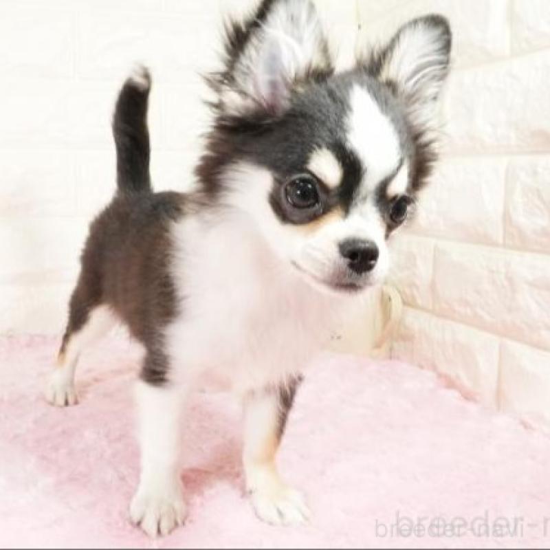 販売中の愛知県のチワワ(ロングコート)-429789の3枚目