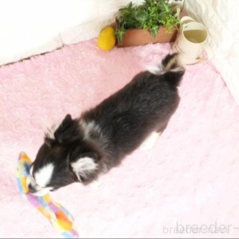 販売中の愛知県のチワワ(ロングコート)-429789の2枚目