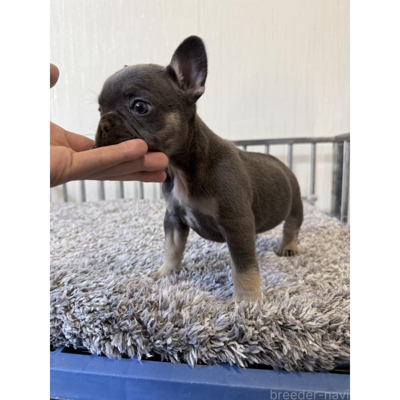 販売中の茨城県のフレンチブルドッグ-429790の5枚目