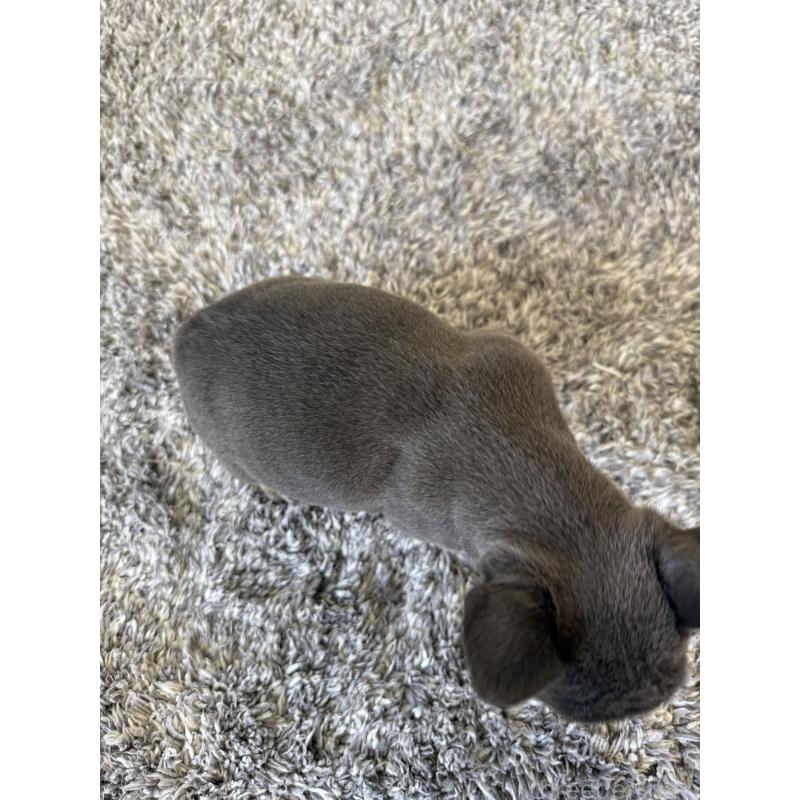 販売中の茨城県のフレンチブルドッグ-429790の4枚目