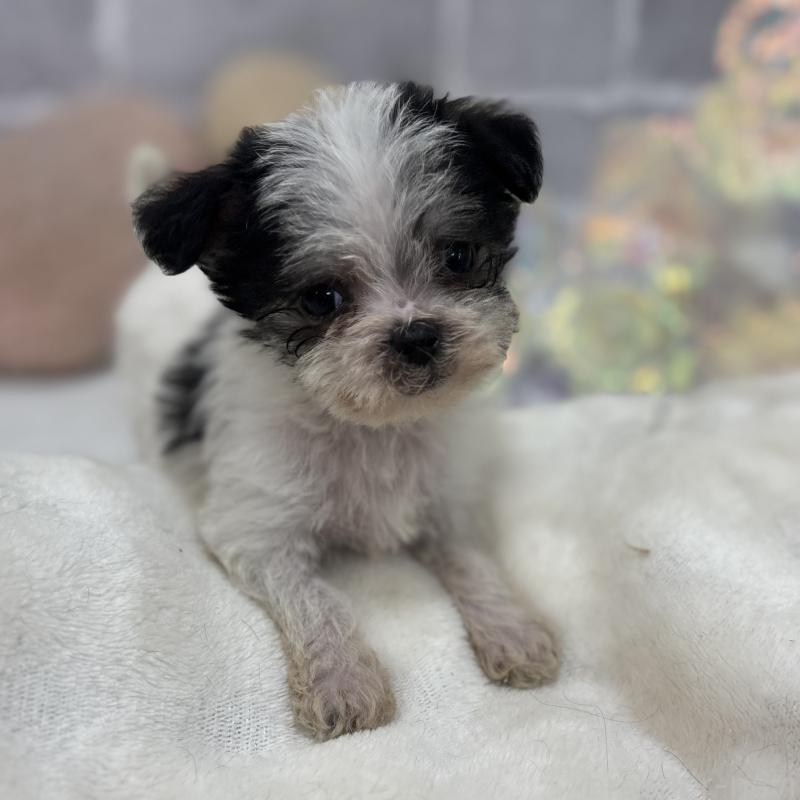 販売中の東京都のミックス犬-429791の14枚目