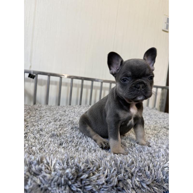 販売中の茨城県のフレンチブルドッグ-429790の3枚目