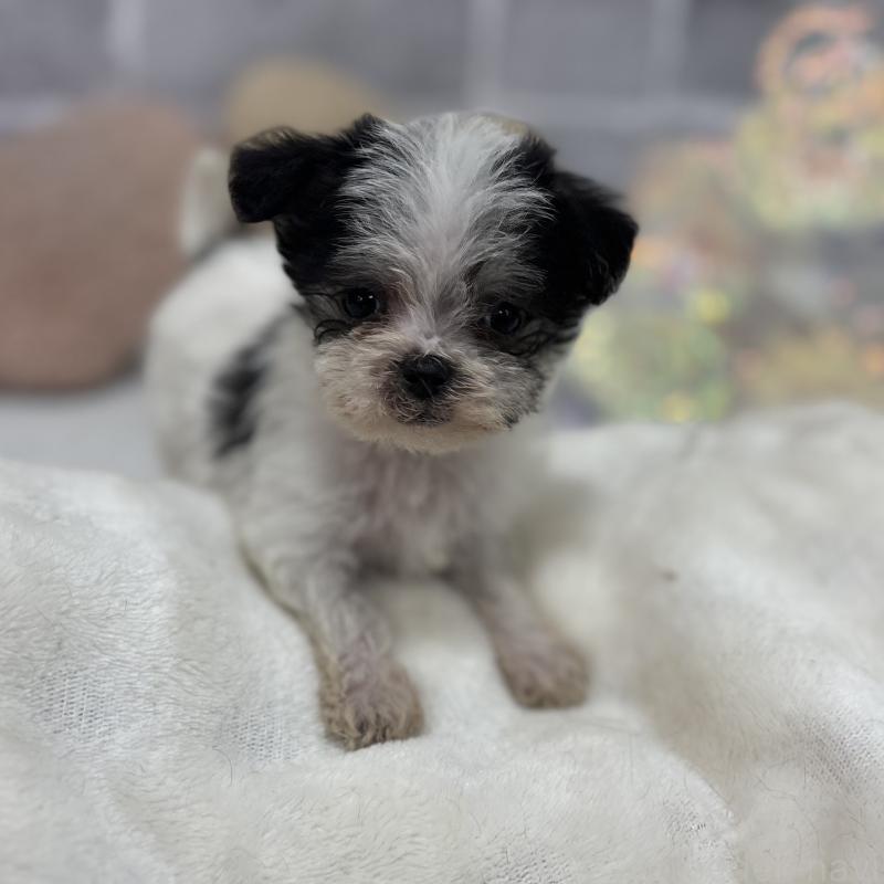 販売中の東京都のミックス犬-429791の13枚目