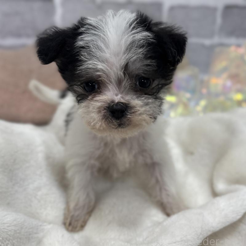 販売中の東京都のミックス犬-429791の12枚目