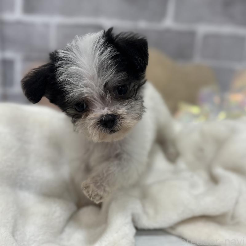 販売中の東京都のミックス犬-429791の11枚目