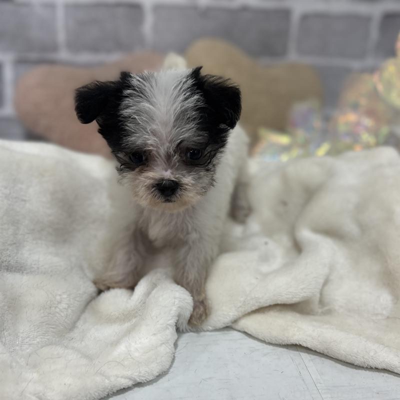 販売中の東京都のミックス犬-429791の10枚目