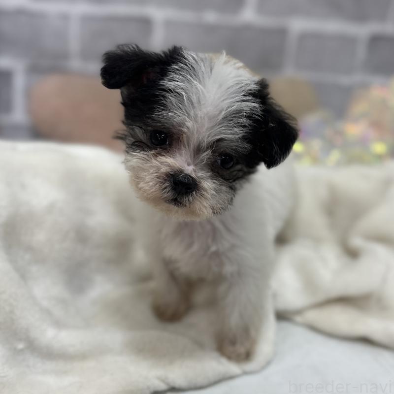 販売中の東京都のミックス犬-429791の9枚目