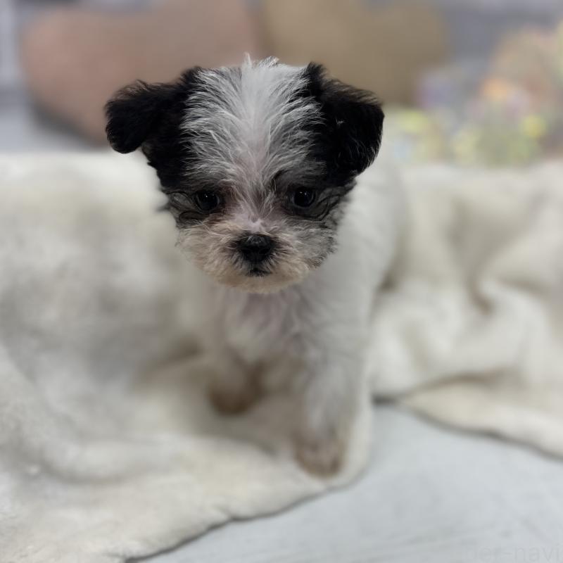 販売中の東京都のミックス犬-429791の8枚目