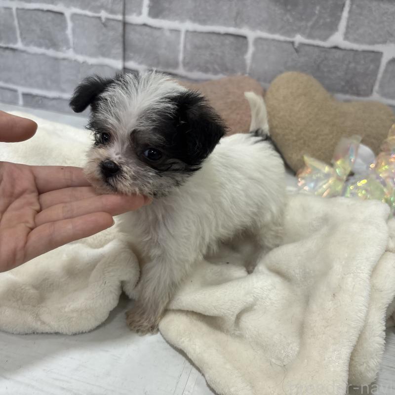 販売中の東京都のミックス犬-429791の7枚目