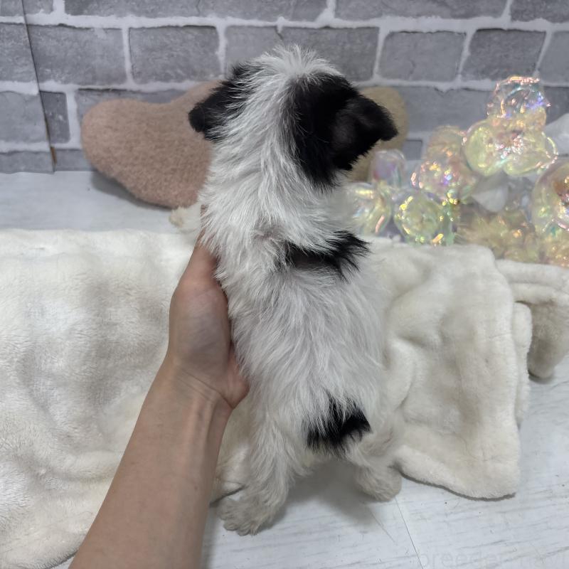 販売中の東京都のミックス犬-429791の5枚目