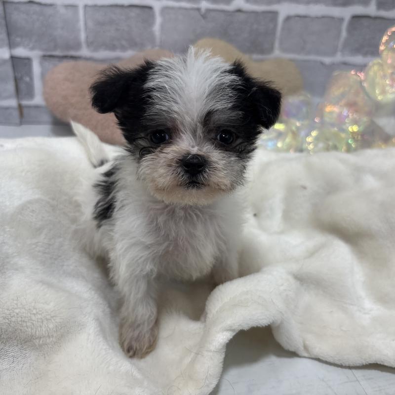 販売中の東京都のミックス犬-429791の4枚目