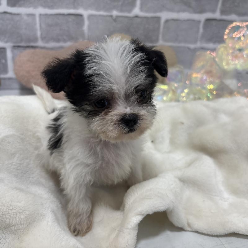 販売中の東京都のミックス犬-429791の3枚目