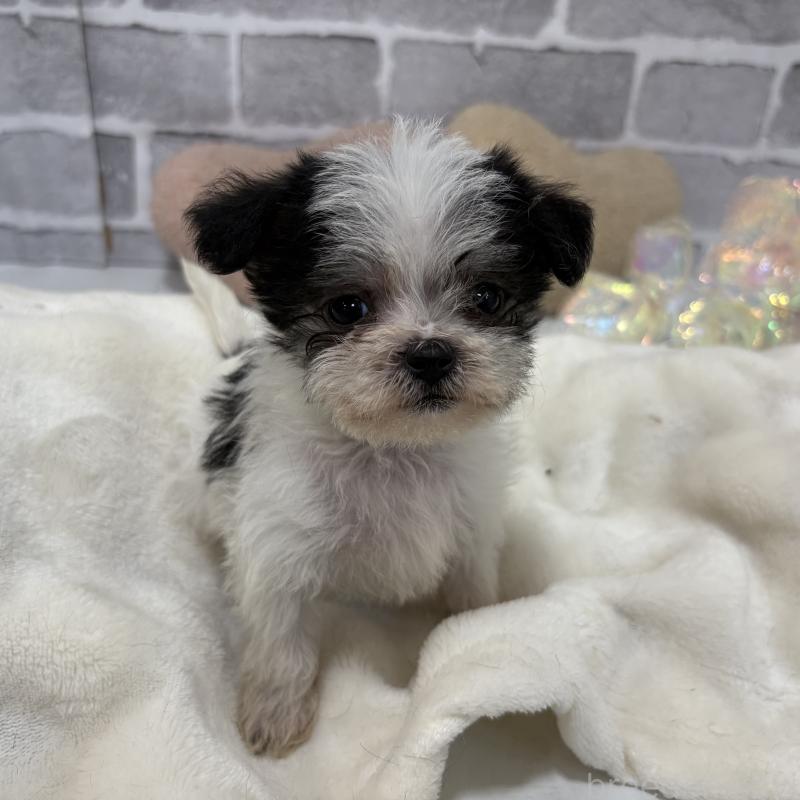 販売中の東京都のミックス犬-429791の2枚目