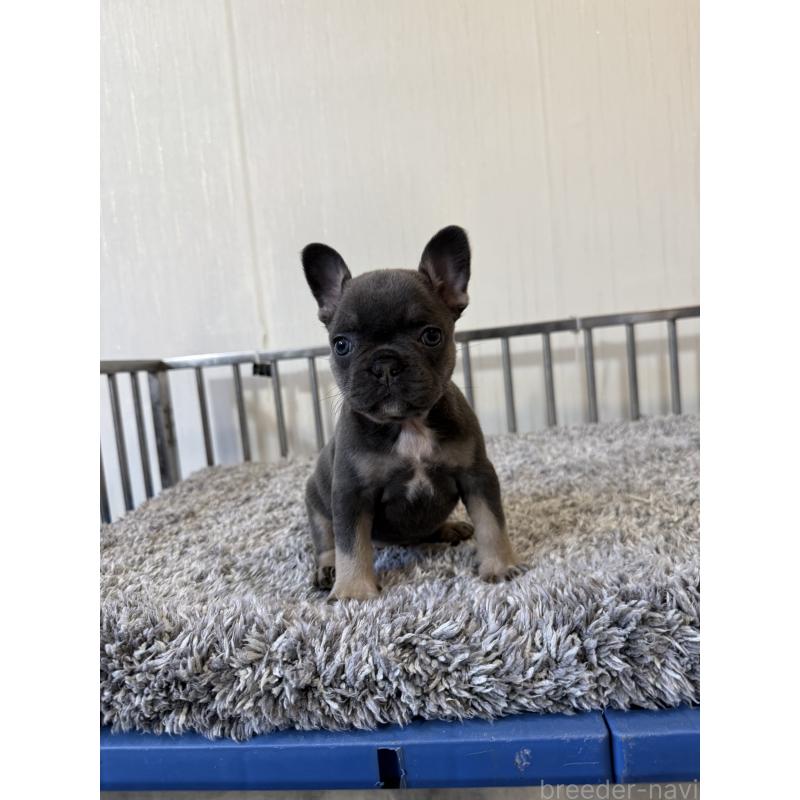 販売中の茨城県のフレンチブルドッグ-429790の2枚目