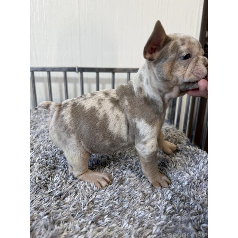 販売中の茨城県のフレンチブルドッグ-429792の5枚目