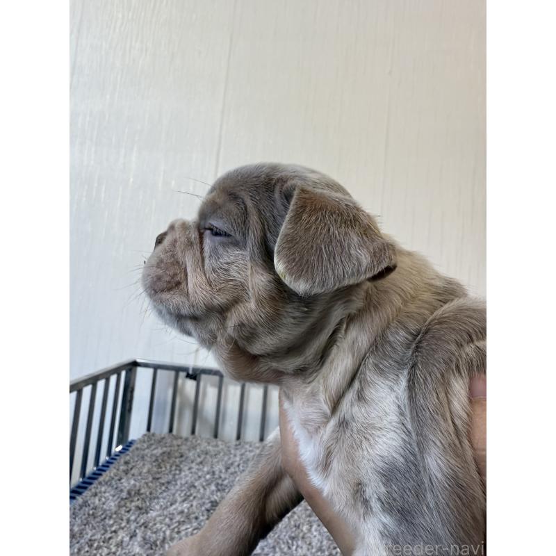 販売中の茨城県のフレンチブルドッグ-429792の4枚目