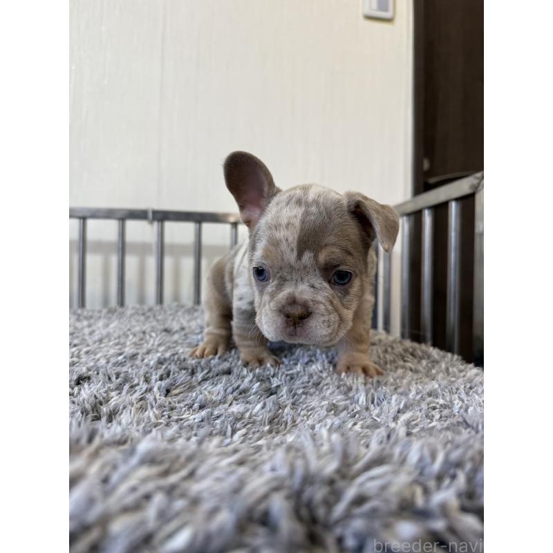 販売中の茨城県のフレンチブルドッグ-429792の3枚目