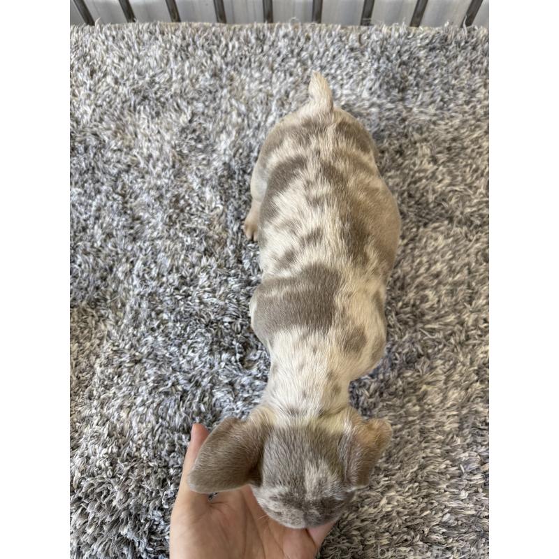 販売中の茨城県のフレンチブルドッグ-429792の2枚目