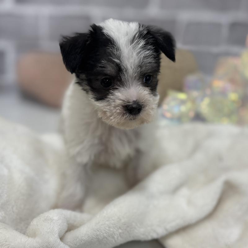 販売中の東京都のミックス犬-429793の8枚目