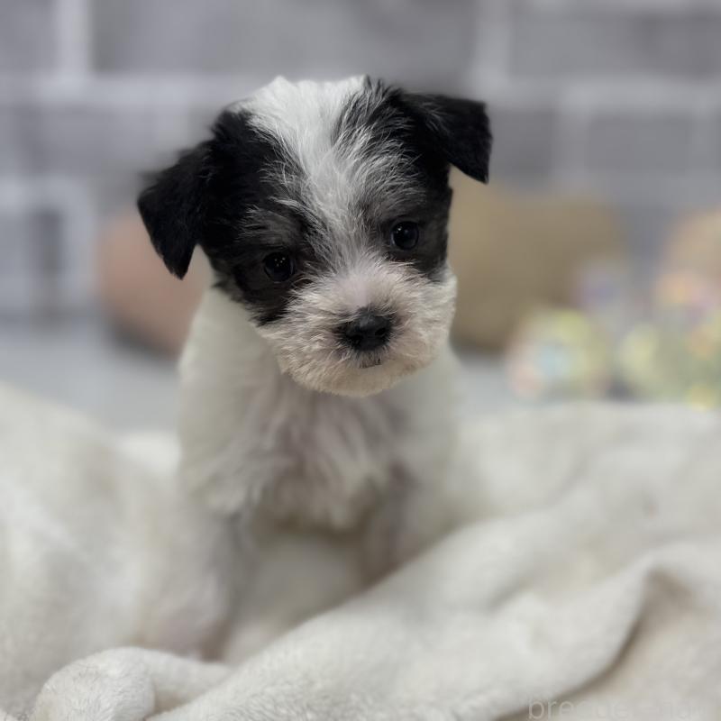 販売中の東京都のミックス犬-429793の7枚目