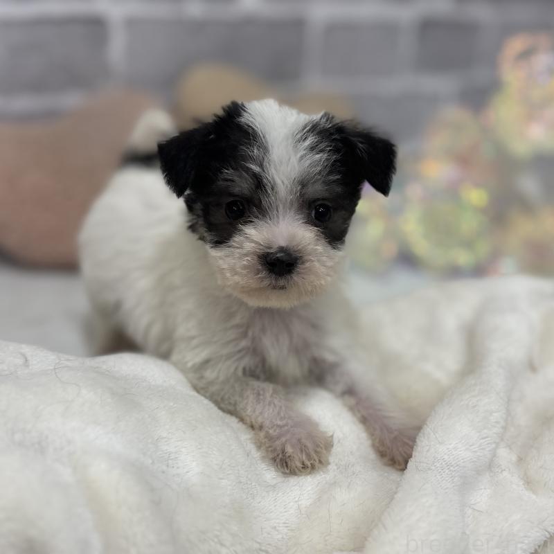 販売中の東京都のミックス犬-429793の6枚目