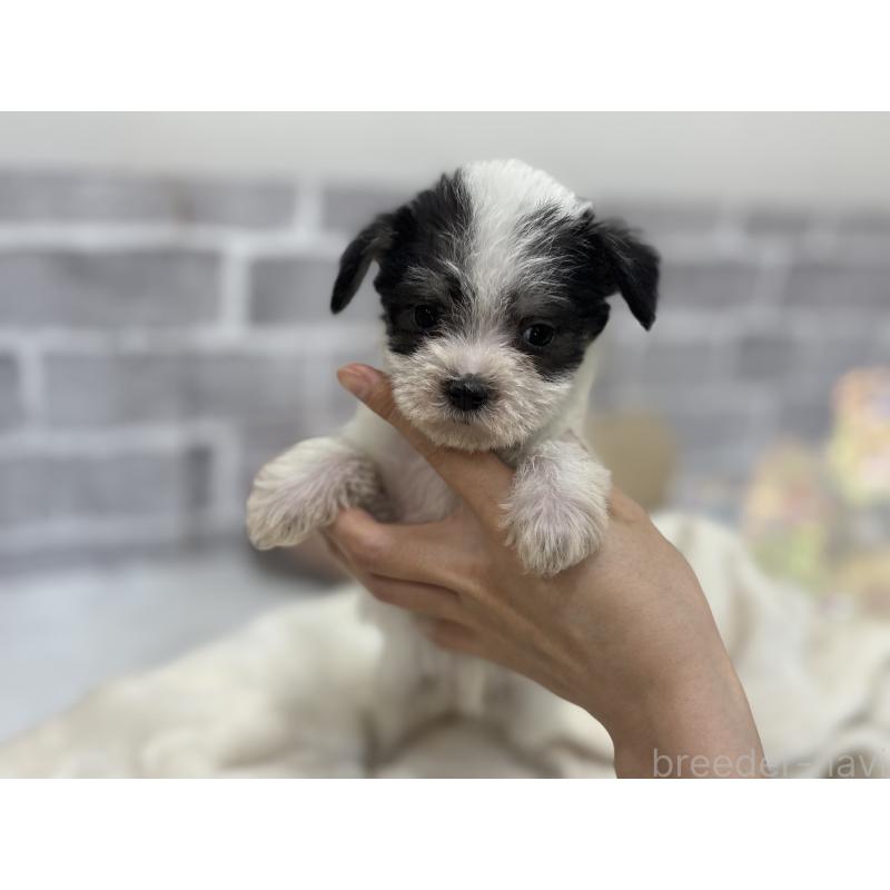 販売中の東京都のミックス犬-429793の5枚目