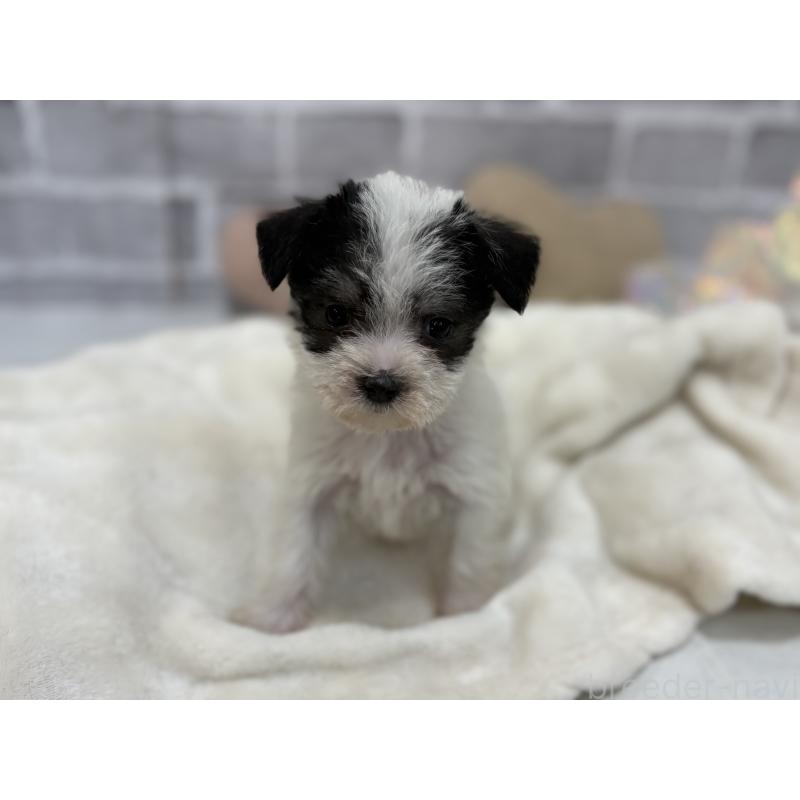 販売中の東京都のミックス犬-429793の4枚目