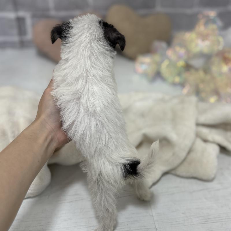 販売中の東京都のミックス犬-429793の3枚目