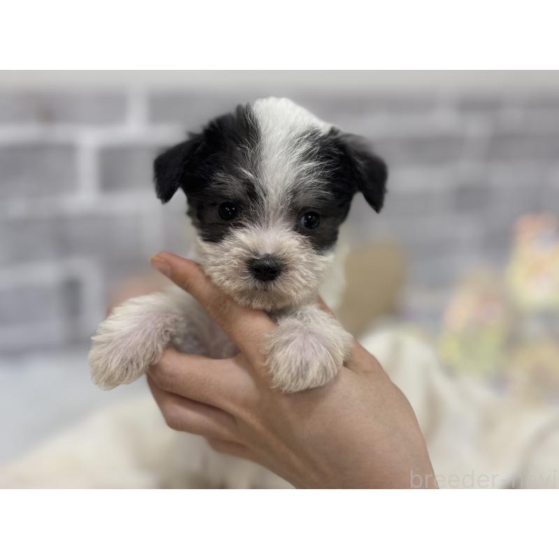 販売中の東京都のミックス犬-429793の2枚目