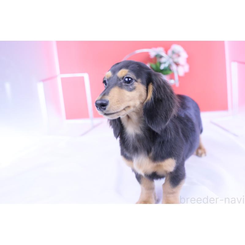 販売中の愛知県のカニンヘンダックスフンド(ロングヘアード)-401454の9枚目