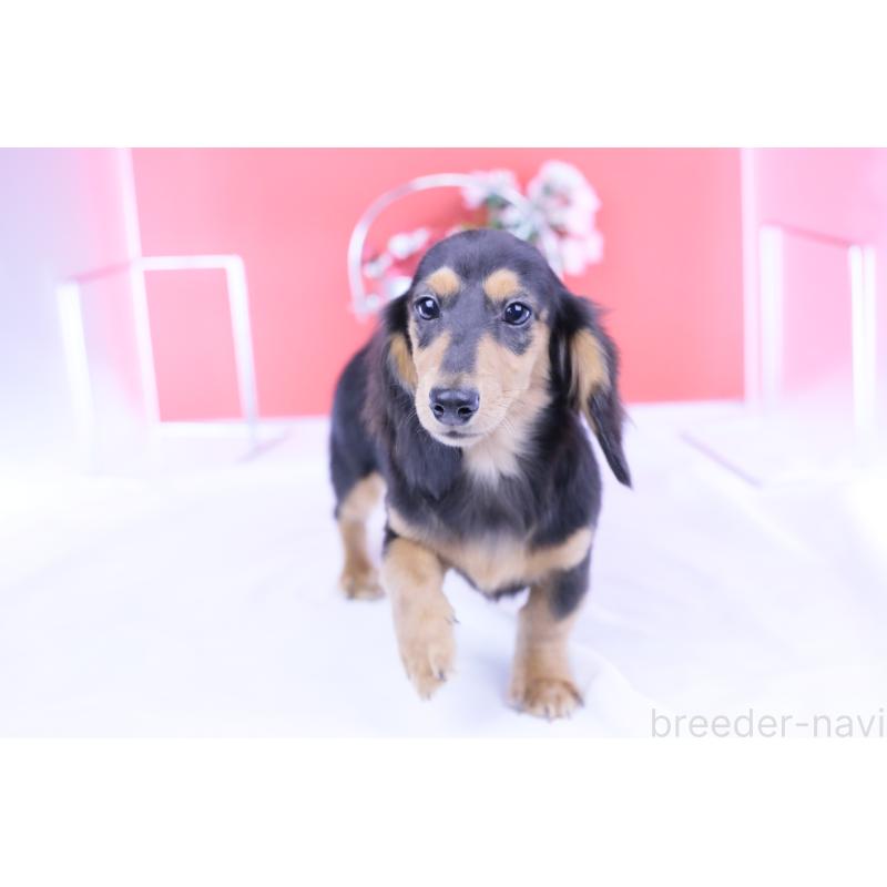 販売中の愛知県のカニンヘンダックスフンド(ロングヘアード)-401454の6枚目