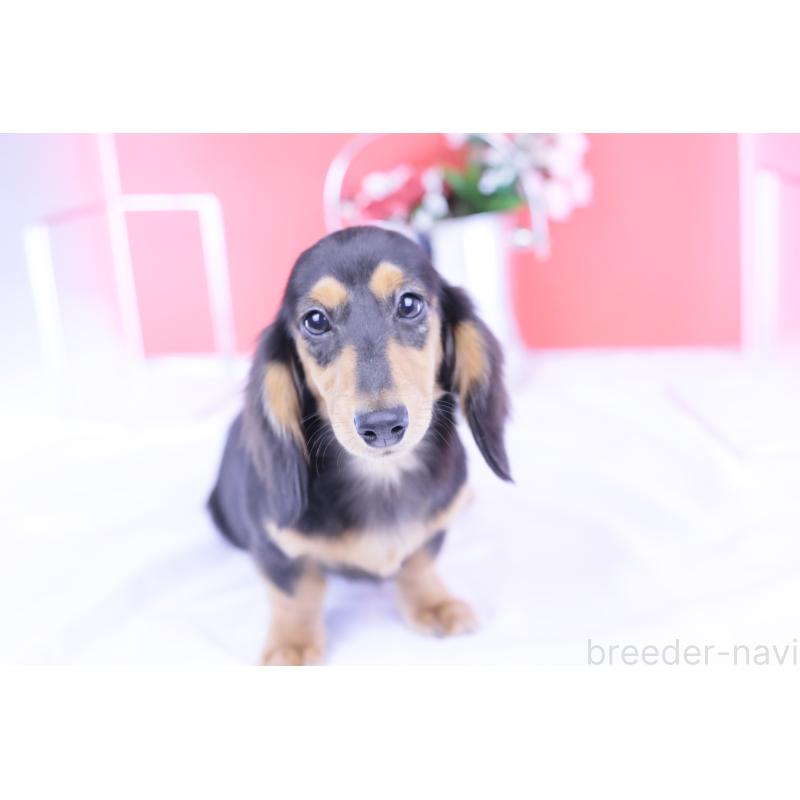 販売中の愛知県のカニンヘンダックスフンド(ロングヘアード)-401454の4枚目