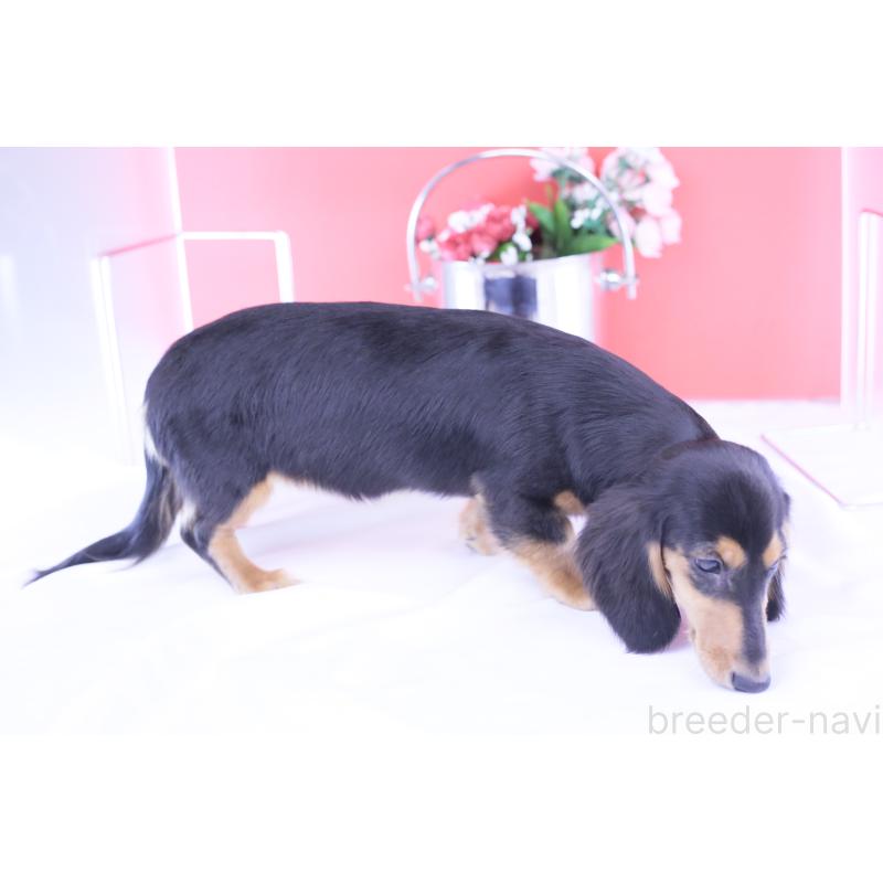 販売中の愛知県のカニンヘンダックスフンド(ロングヘアード)-401454の3枚目