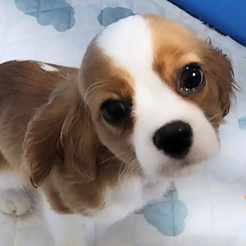 販売中の神奈川県のキャバリアキングチャールズスパニエル-419376