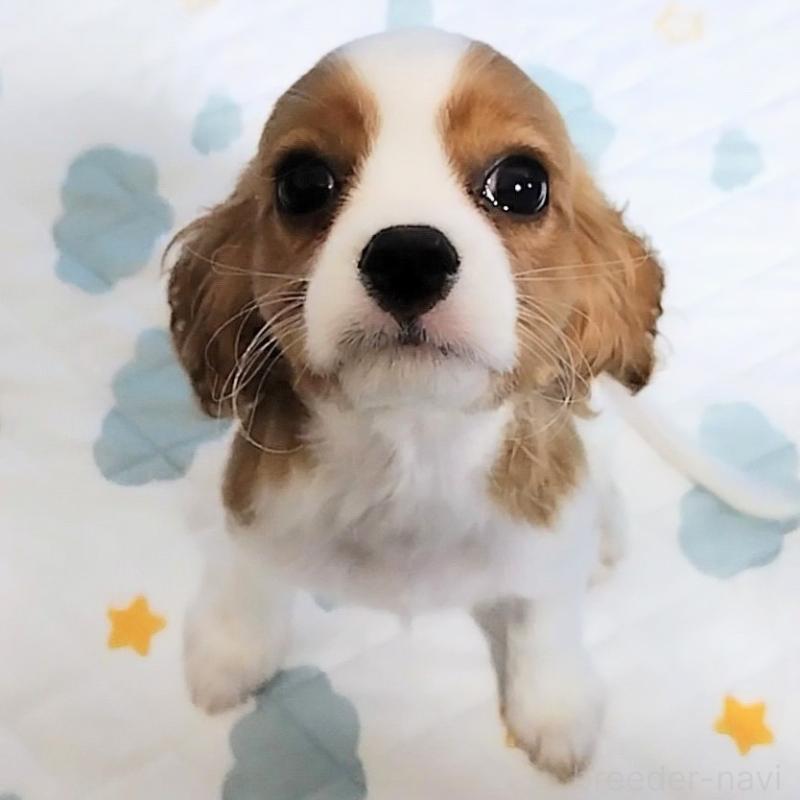 販売中の神奈川県のキャバリアキングチャールズスパニエル-419376の2枚目