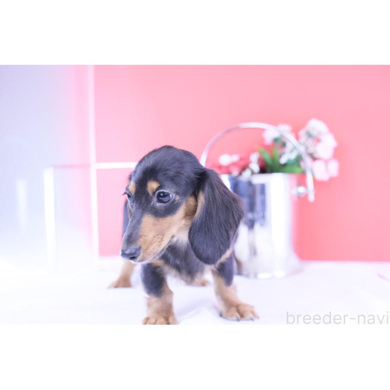 販売中の愛知県のカニンヘンダックスフンド(ロングヘアード)-401458の10枚目