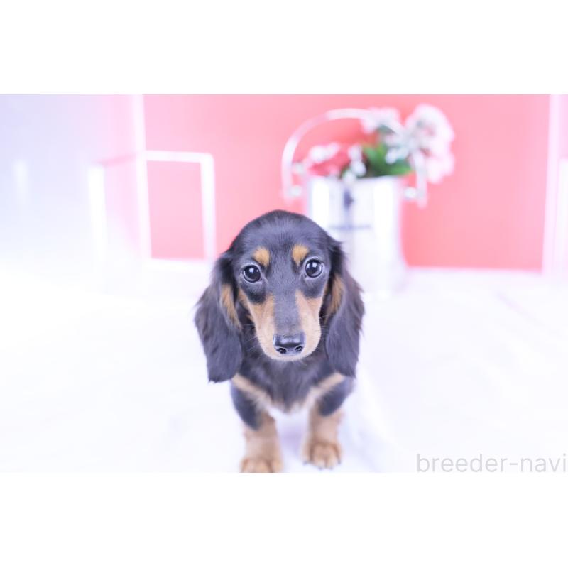 販売中の愛知県のカニンヘンダックスフンド(ロングヘアード)-401458の7枚目