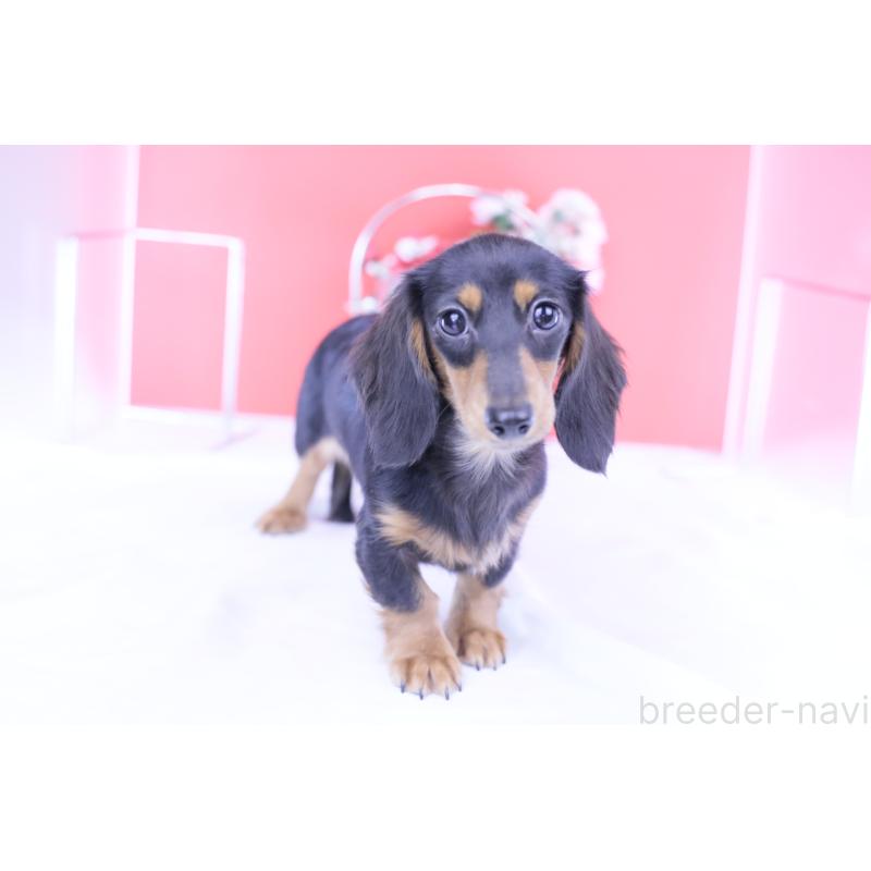 販売中の愛知県のカニンヘンダックスフンド(ロングヘアード)-401458の4枚目