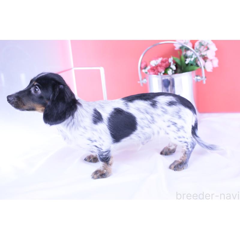 販売中の愛知県のカニンヘンダックスフンド(ロングヘアード)-409271の6枚目