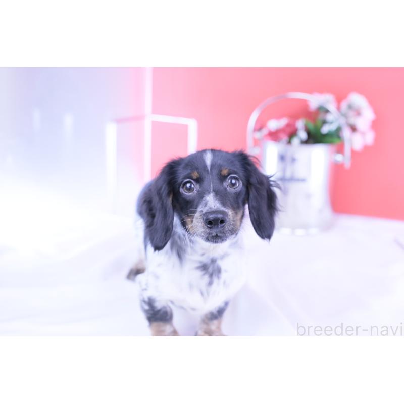 販売中の愛知県のカニンヘンダックスフンド(ロングヘアード)-409271の4枚目