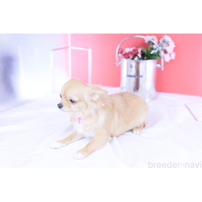 販売中の愛知県のチワワ(ロングコート)-399057の14枚目