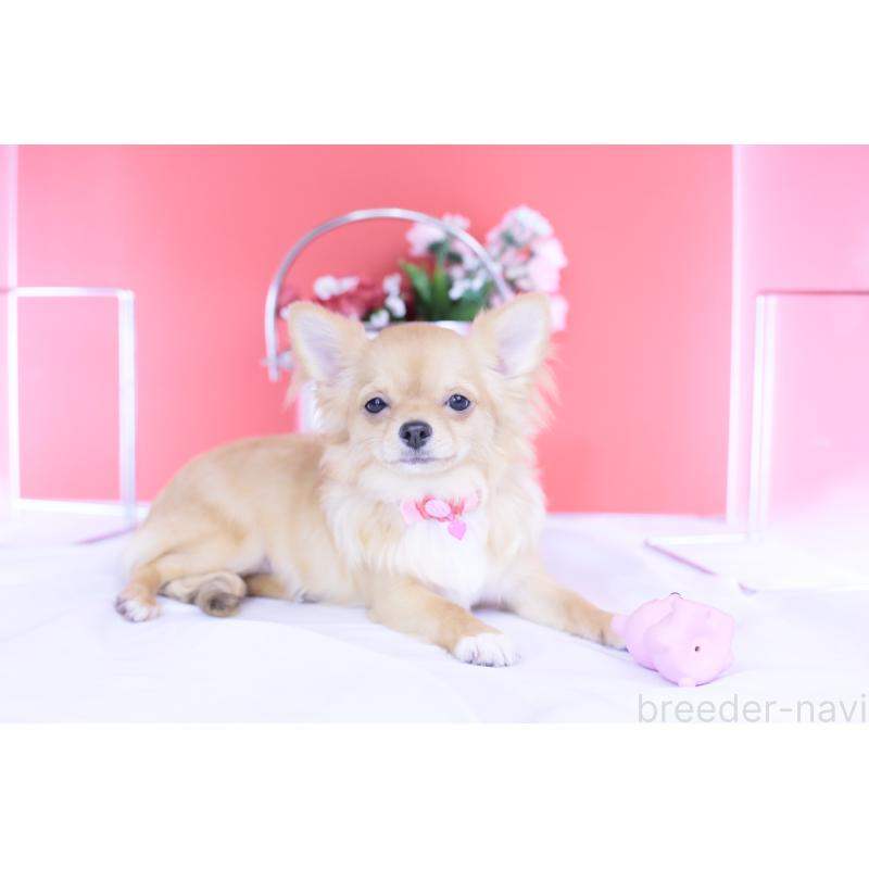 販売中の愛知県のチワワ(ロングコート)-399057の13枚目