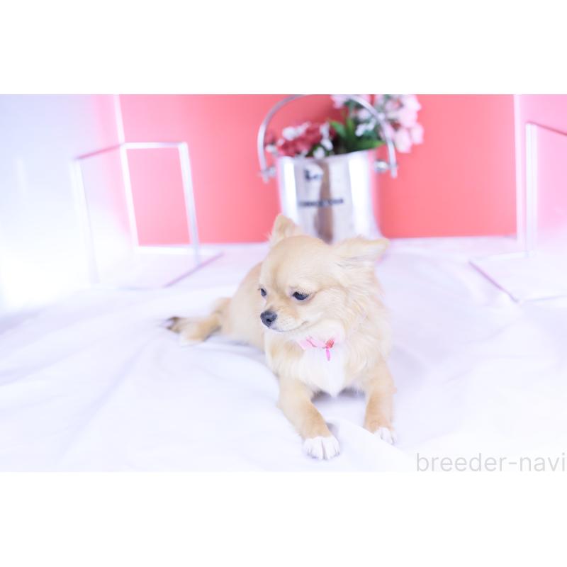 販売中の愛知県のチワワ(ロングコート)-399057の12枚目