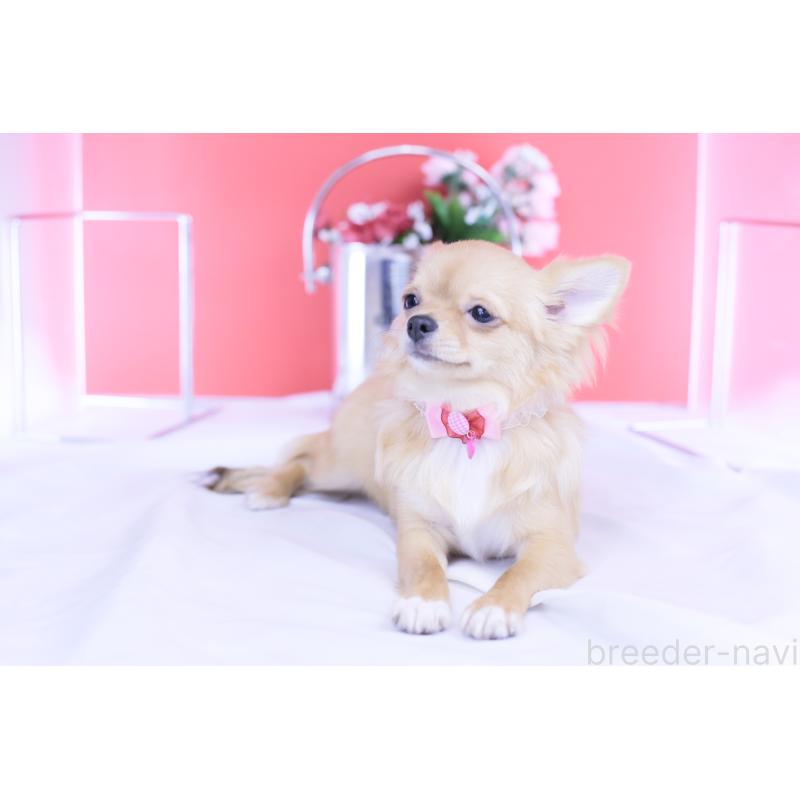 販売中の愛知県のチワワ(ロングコート)-399057の11枚目