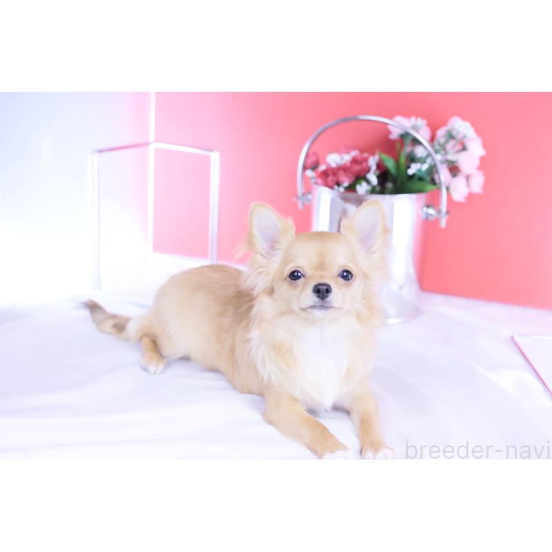 販売中の愛知県のチワワ(ロングコート)-399057の2枚目