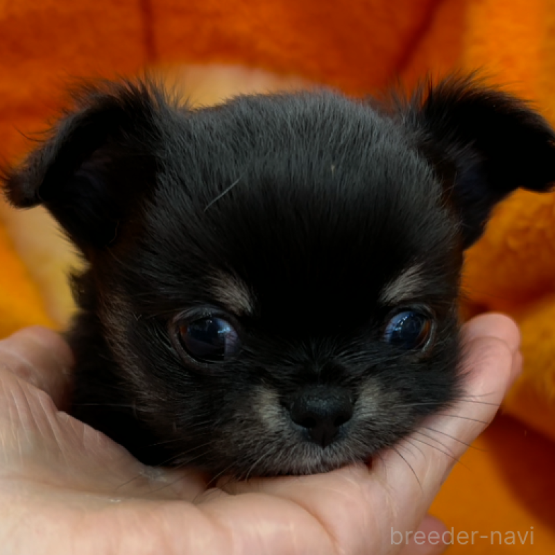 販売中の神奈川県のチワワ(ロングコート)-429760