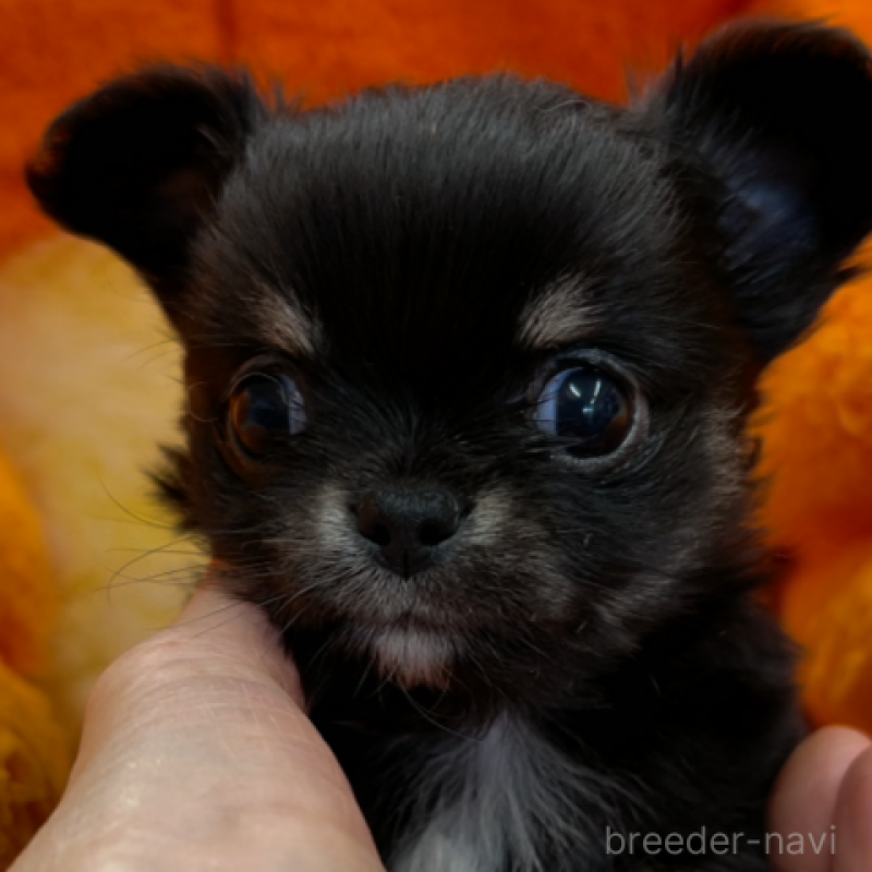 販売中の神奈川県のチワワ(ロングコート)-429760の3枚目